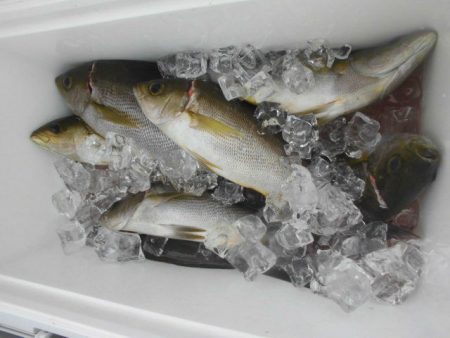 大進丸（愛知） 釣果