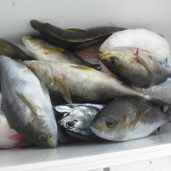 大進丸（愛知） 釣果