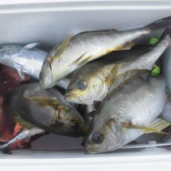 大進丸（愛知） 釣果