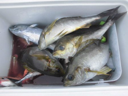 大進丸（愛知） 釣果