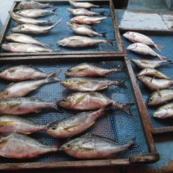 大進丸（愛知） 釣果