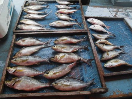 大進丸（愛知） 釣果