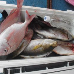 大進丸（愛知） 釣果