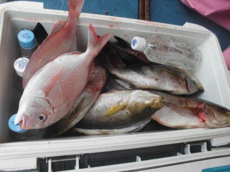 大進丸（愛知） 釣果