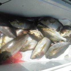 大進丸(愛知) 釣果