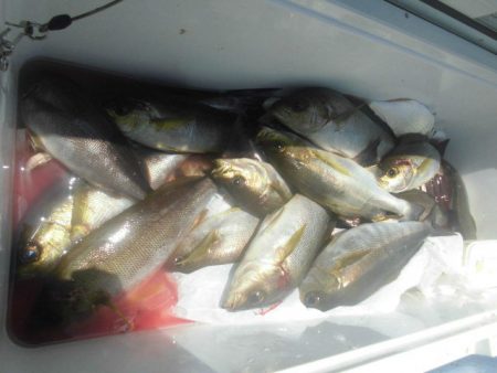 大進丸(愛知) 釣果