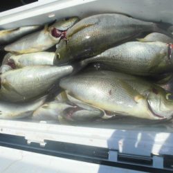 大進丸(愛知) 釣果