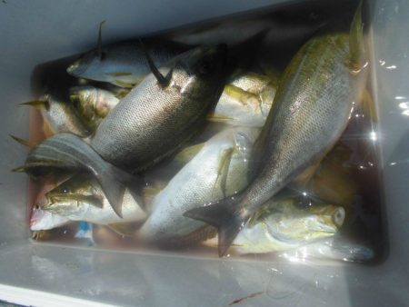 大進丸(愛知) 釣果