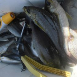 大進丸(愛知) 釣果