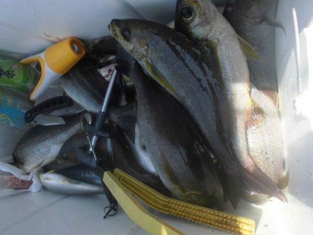 大進丸(愛知) 釣果