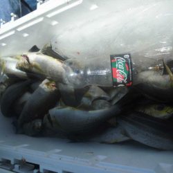 大進丸(愛知) 釣果