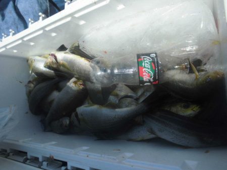 大進丸(愛知) 釣果