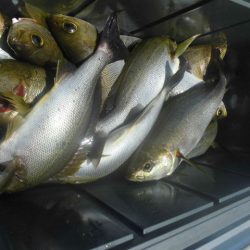 大進丸(愛知) 釣果