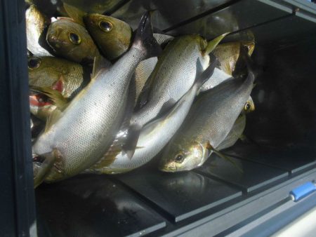 大進丸(愛知) 釣果