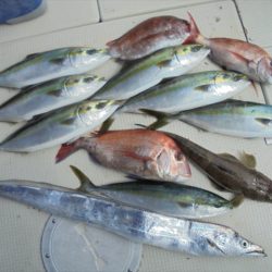 ＨＡＲＵＫＡ丸　はるかまる 釣果
