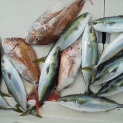 ＨＡＲＵＫＡ丸　はるかまる 釣果