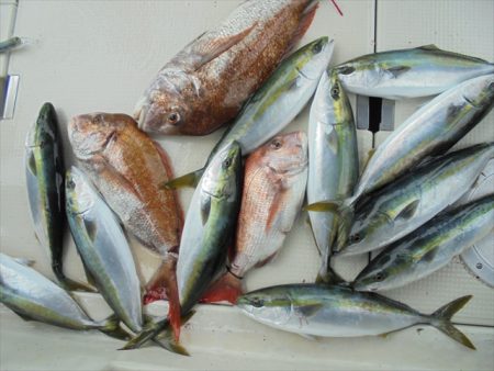 ＨＡＲＵＫＡ丸　はるかまる 釣果