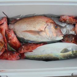 ＨＡＲＵＫＡ丸　はるかまる 釣果