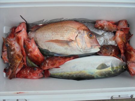 ＨＡＲＵＫＡ丸　はるかまる 釣果