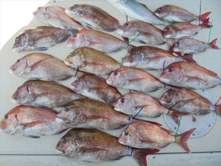 HARUKA丸 はるかまる 釣果