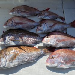 ＨＡＲＵＫＡ丸　はるかまる 釣果