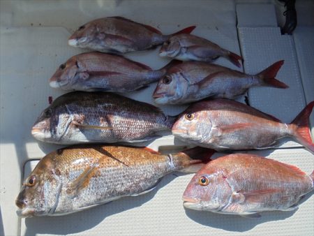 ＨＡＲＵＫＡ丸　はるかまる 釣果