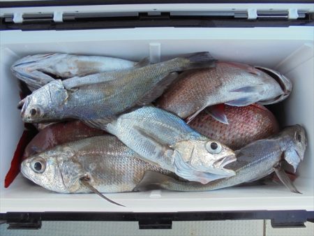 ＨＡＲＵＫＡ丸　はるかまる 釣果