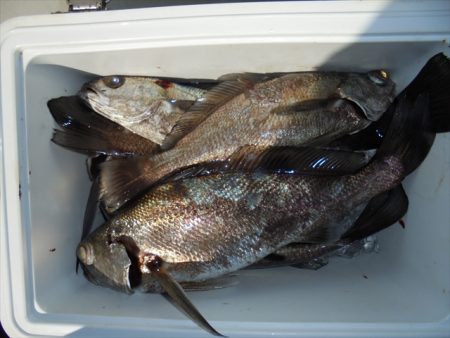 ＨＡＲＵＫＡ丸　はるかまる 釣果