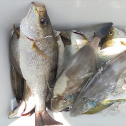 ＨＡＲＵＫＡ丸　はるかまる 釣果