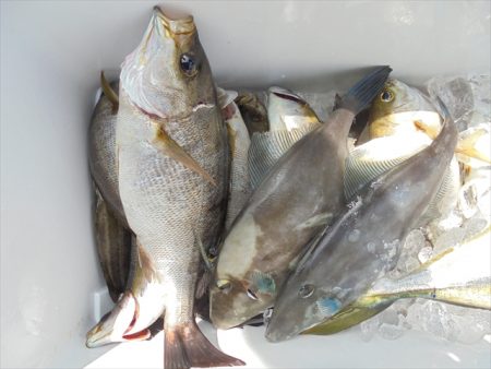 ＨＡＲＵＫＡ丸　はるかまる 釣果