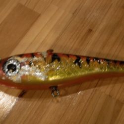 ローカルフィッシング 西表 マリンボックス 釣果