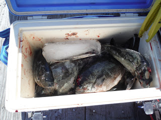 バラモン1号 釣果