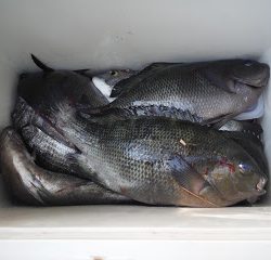 バラモン1号 釣果