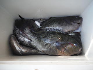 バラモン1号 釣果