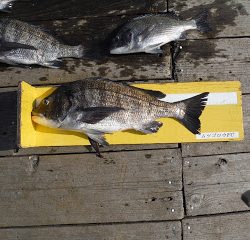 バラモン1号 釣果