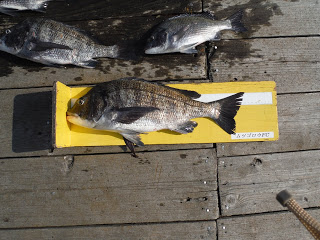 バラモン1号 釣果