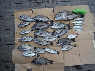 バラモン1号 釣果