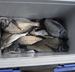 バラモン1号 釣果