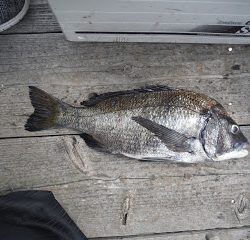 バラモン1号 釣果