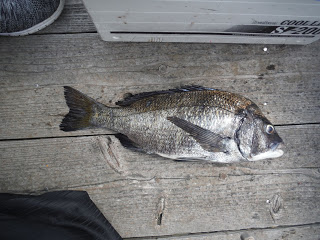 バラモン1号 釣果