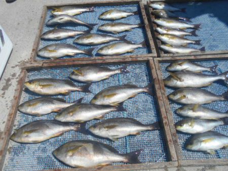 大進丸（愛知） 釣果