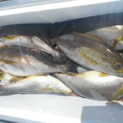 大進丸（愛知） 釣果