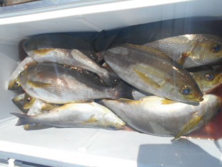 大進丸（愛知） 釣果