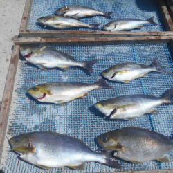 大進丸（愛知） 釣果