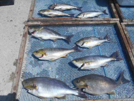 大進丸（愛知） 釣果