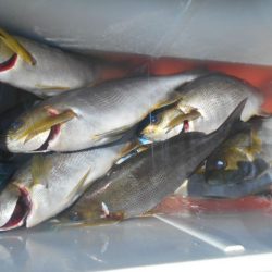 大進丸（愛知） 釣果