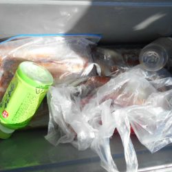 大進丸(愛知) 釣果