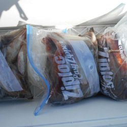 大進丸(愛知) 釣果