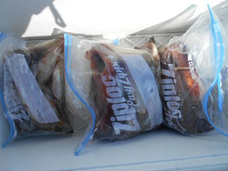 大進丸(愛知) 釣果