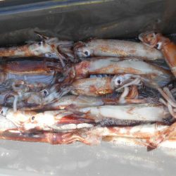 大進丸(愛知) 釣果